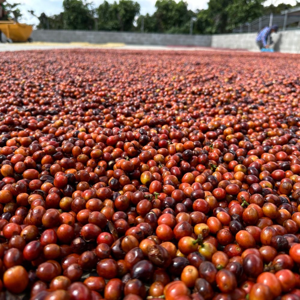 el salvador speciality coffee farm