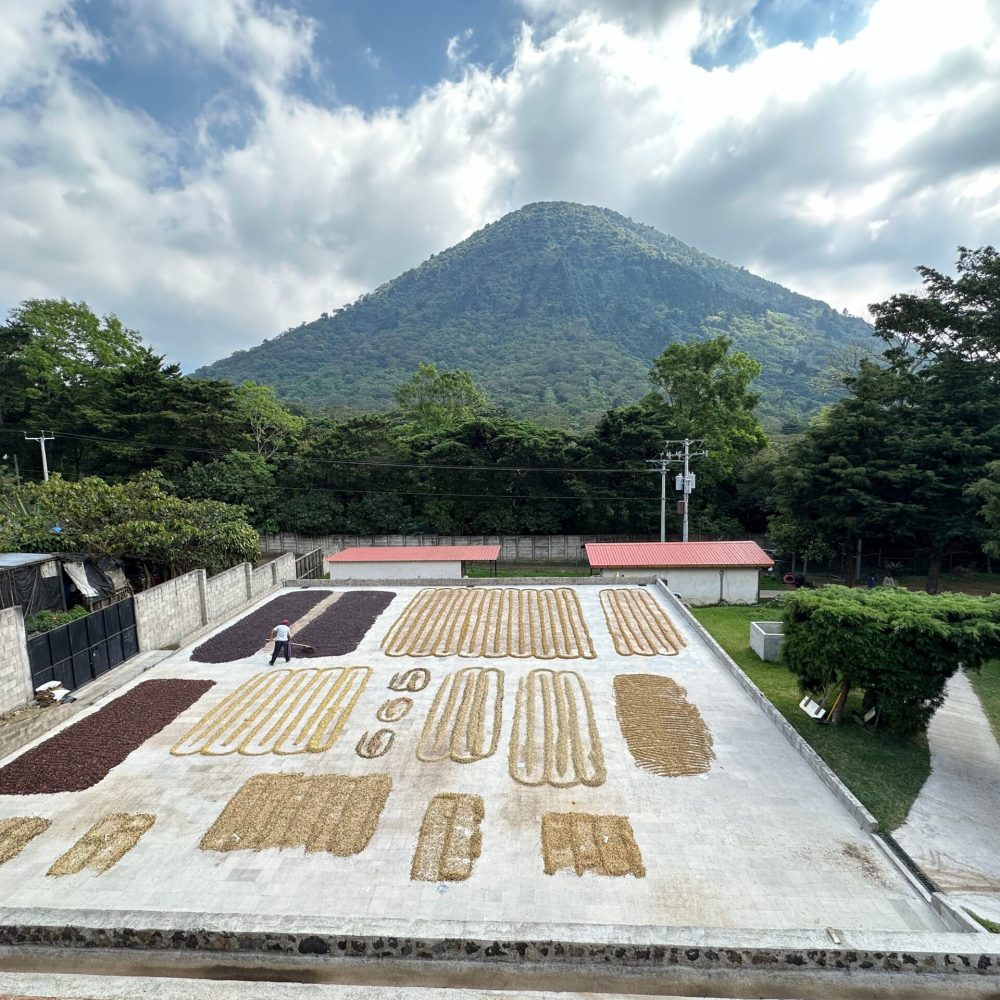los naranjos coffee farm
