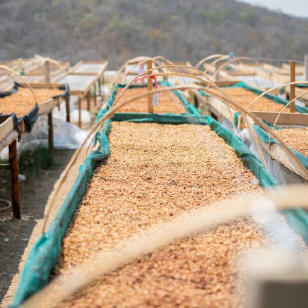 Cafe_Imports_Peru_Microlot-2022-05-03-035937