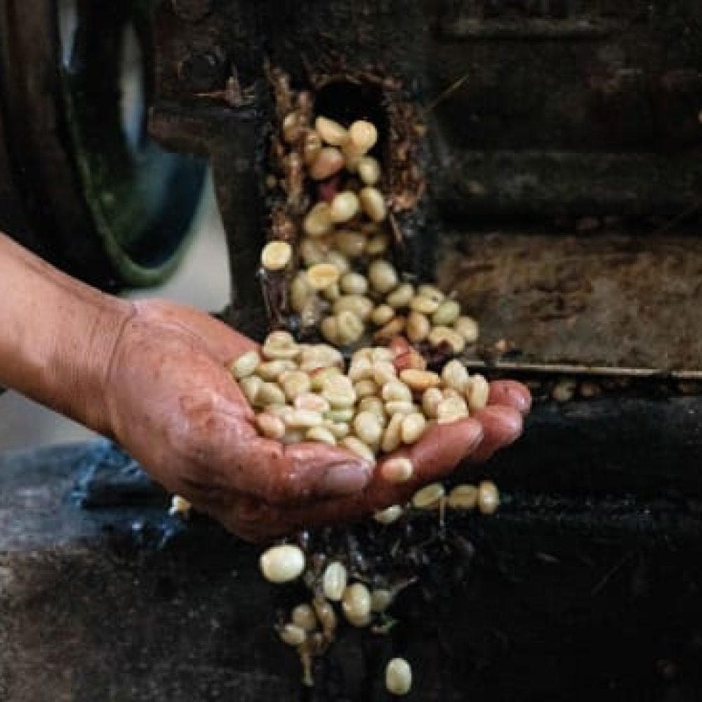 Cafe_Imports_Peru_Microlot-3-2022-05-03-035937