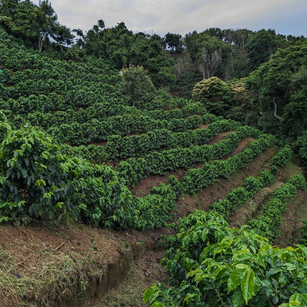 Finca Las Lajas (2)