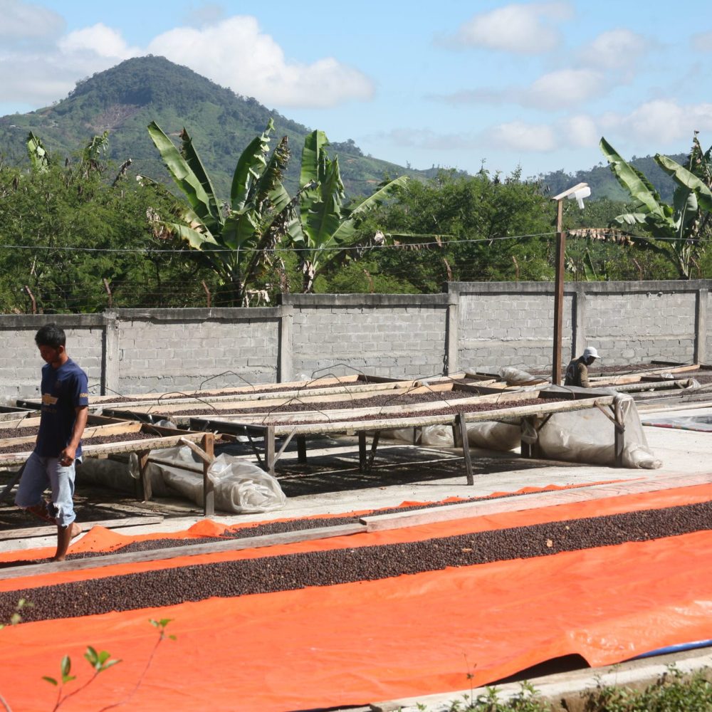 hendra drying