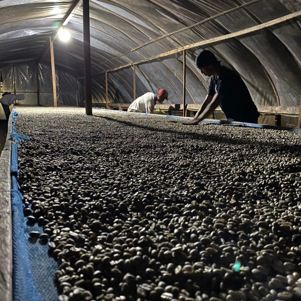 indonesian speciality coffee farm