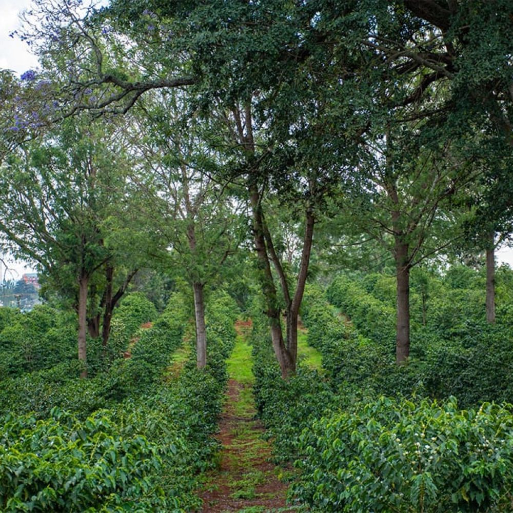 Kenya _Kiandu_AA_Washed_2