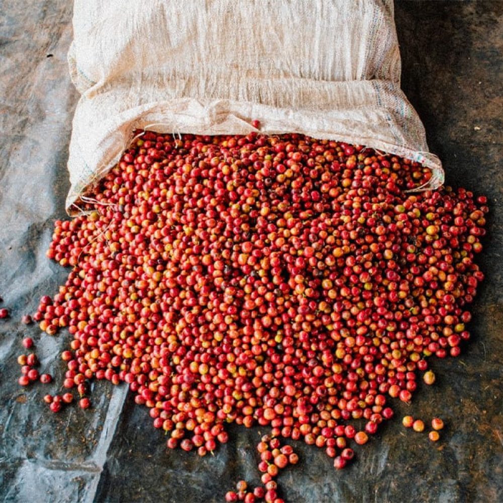 Kenya _Kiandu_AA_Washed_4