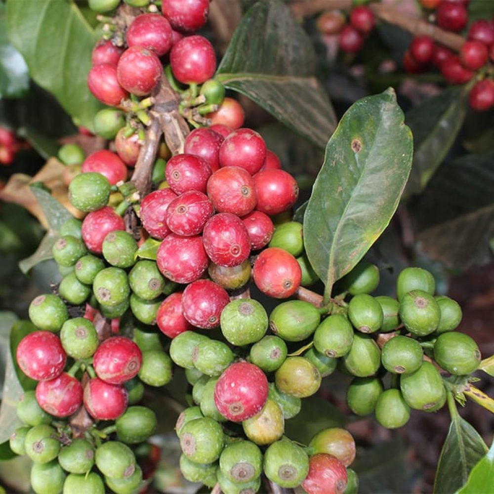 Kenya _Kiandu_AA_Washed_5