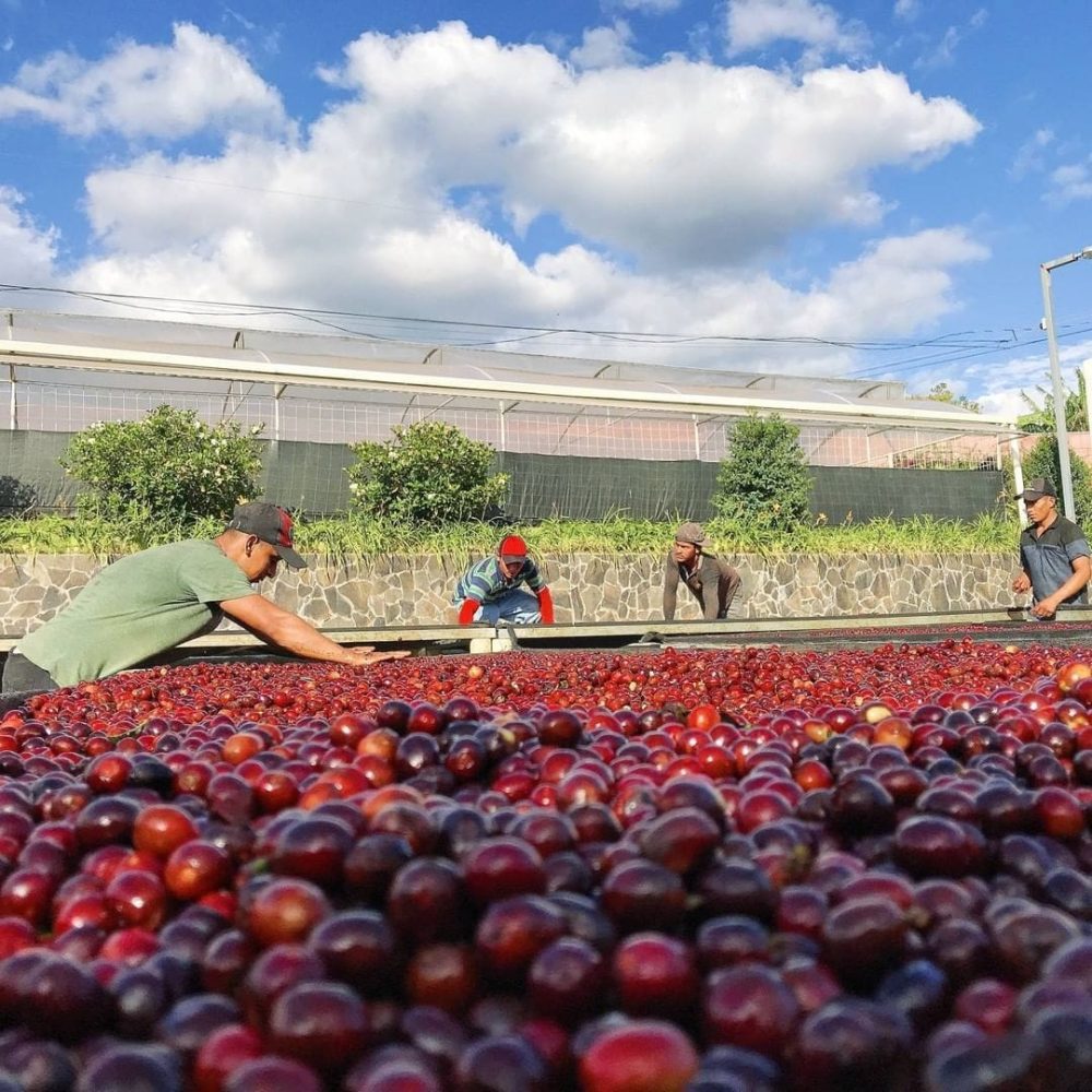 costa rica - ferma de cafea